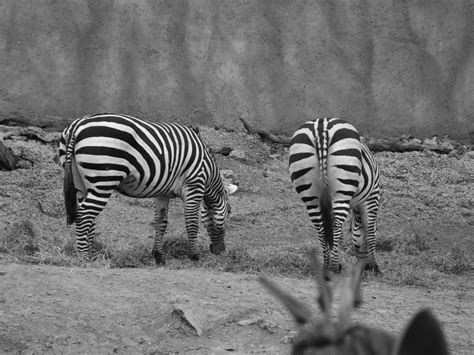 Banco De Imagens Preto E Branco Animais Selvagens Jardim Zoológico