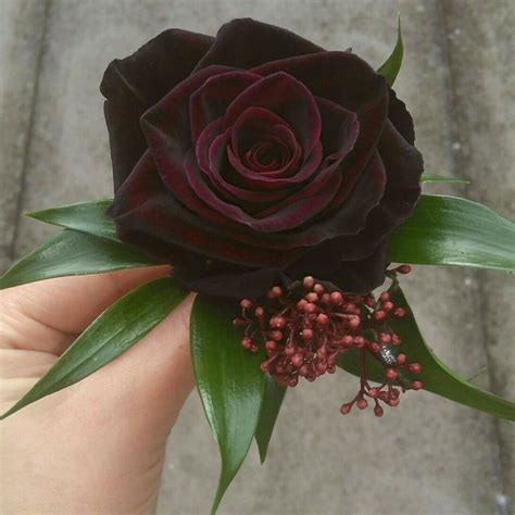 Black Roses Do They Exist Naturally Article Onthursd