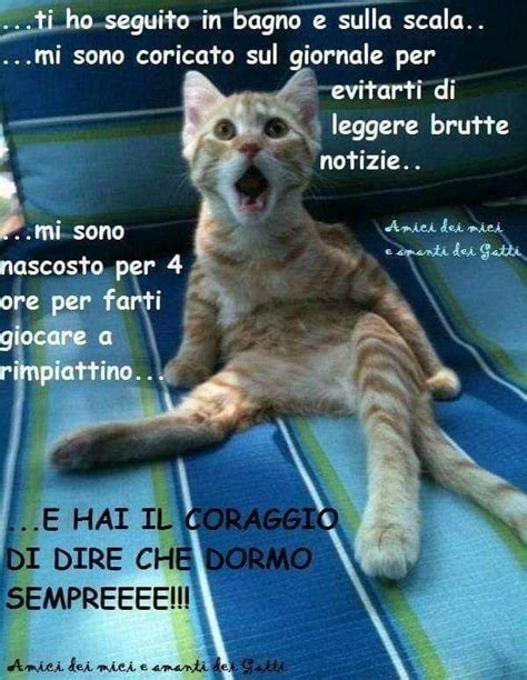 Pin Di Carla Terrana Su Gatti Immagini Di Gatti Divertenti Umorismo