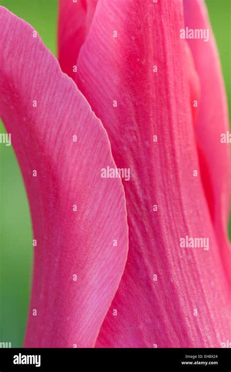 Mariette Tulip Hi Res Stock Photography And Images Alamy