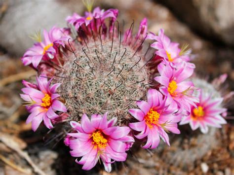 Arizona Desert Flowers Stock Photos, Pictures & Royalty-Free Images ...