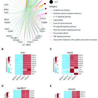 Cytokine And Chemokine Gene Expression After PEDV Infection In