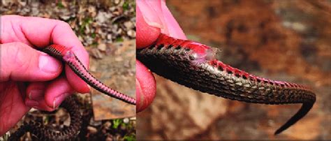 Copulatory plug in the cloaca of a female Clonophis kirtlandii pictured ...