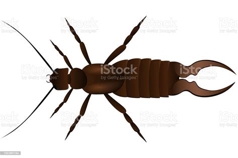 Diplura On A White Background Vector Illustration Stock Illustration