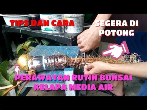 PERAWATAN BONSAI KELAPA MEDIA AIR YouTube