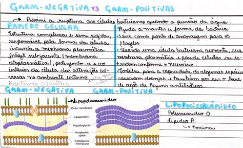 Gram Positiva X Gram Negativa Histologia Veterin Ria