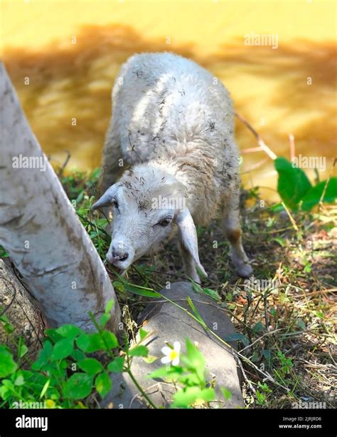 A Lamb Eating Grass Under Tree Shadow Stock Photo Alamy