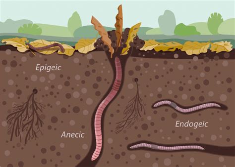 Cronicasdefauna On Twitter Rt Juandeloszorros Cronicasdefauna Un