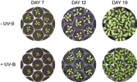 Effect Of UV On Arabidopsis Rosette Morphology Arabidopsis Plants