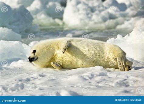 Harp Seal Pup stock photo. Image of seal, harp, white - 8855960