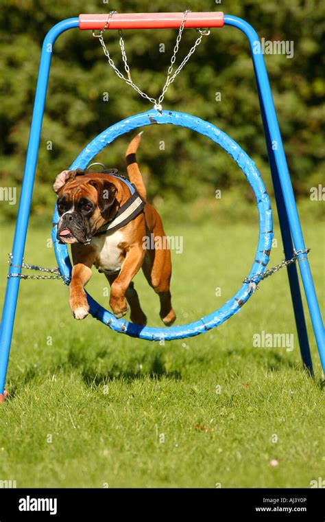 German Boxer Agility Jumping Through Tire Stock Photo Alamy