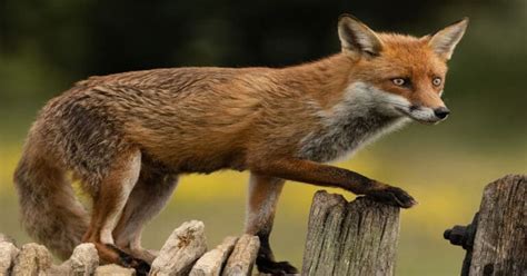 Are Foxes Friendly Learn About Nature