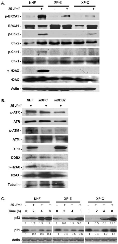 Ddb2 And Xpc Facilitate Atr And Atm But Not The P53 P21 Pathway