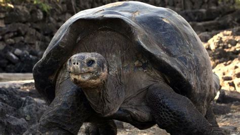 Tortugas Mantienen Relaci N Homosexual Por A Os