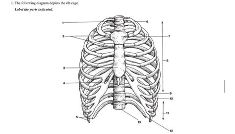 Solved The Following Diagram Depicts The Rib Cage Label Chegg