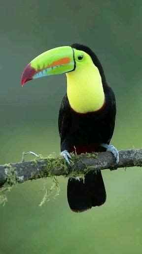 The Most Beautiful Birds Of Belize Artofit