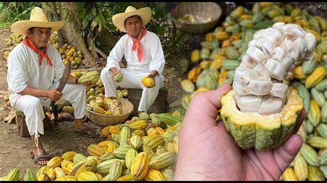 TabascoRuta del Cacao al Chocolate Haciendas la Chonita Jesús