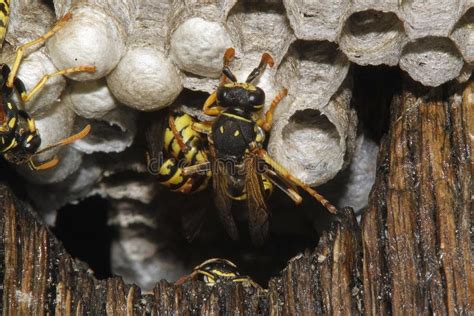 Common Wasp Vespula Vulgaris Adult Standing On Nest Normandy Stock