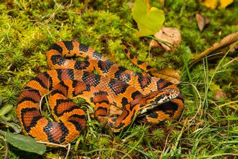 North Carolina Snakes Identification Guide Pics FAQs