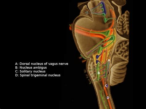 [figure Vagus Nuclei Contributed By O Chaigasame Md] Statpearls