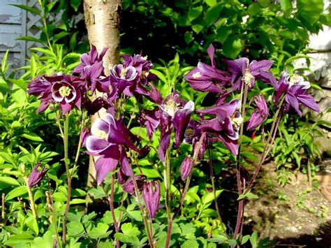 How To Grow Columbine Gardening 101 By Dr Greenthumb Youtube