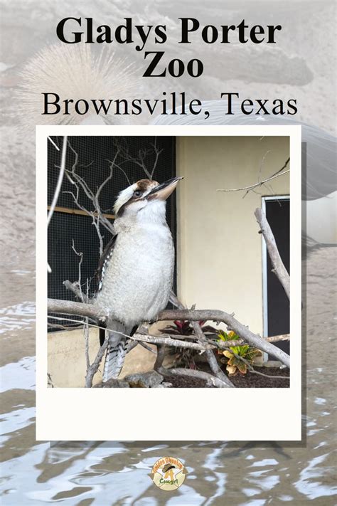 a bird sitting on top of a tree branch in front of a building and water