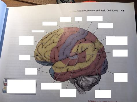 Neurology Brain diagram (pg. 43) Diagram | Quizlet