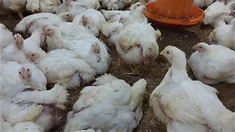 Mantap Ayam Broiler Umur 30 Hari Bobot 1995 Gram Kandang Close