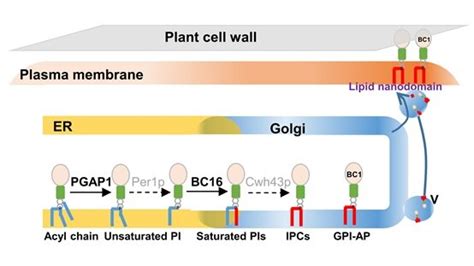 Discovery Of Protein That Regulates Plant Cell Wall Mechanics