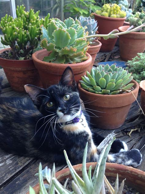 Succulents Safe For Cats Artofit