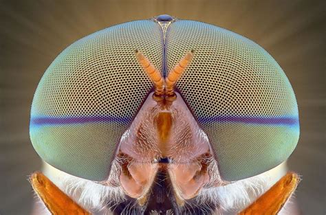 Juxtapoz Magazine In Your Face Extreme Close Ups Of Insects Insect