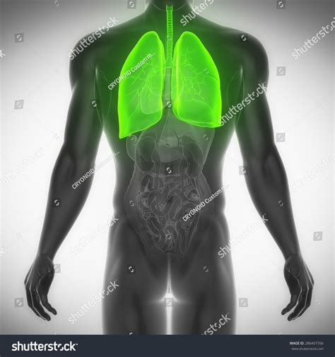 Lungs Male Anatomy Xray Back View Stock Illustration