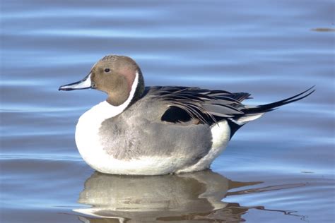 Northern Pintail Anas Acuta Duck Free Stock Photo Public Domain Pictures