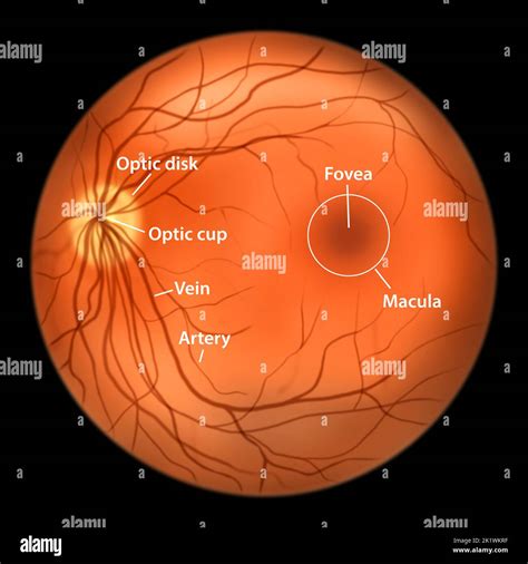 Normal retina ophthalmoscope hi-res stock photography and images - Alamy