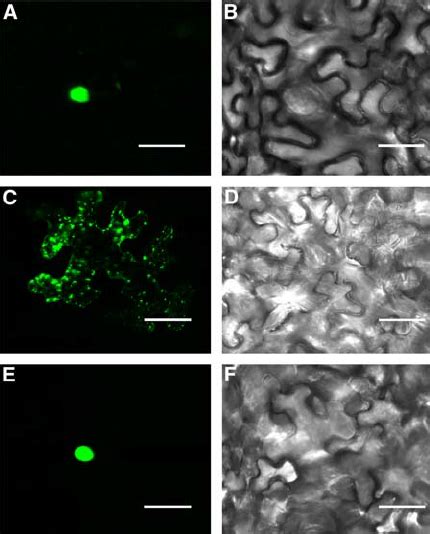 Overexpression Of Atntf A In Plants Disrupts Nuclear Import In A