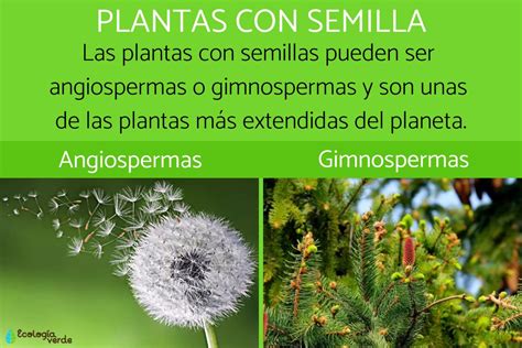 Teseo Brecha Producto Plantas Angiospermas Y Gimnospermas Romance