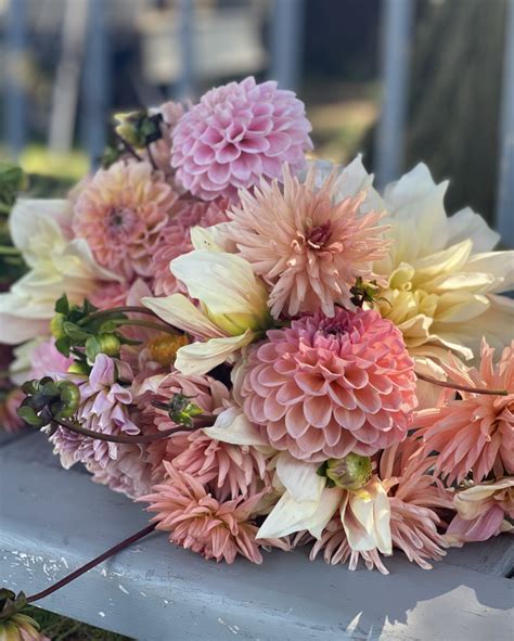 Dahlia Bouquets on Sunday Afternoon - Triple Wren Farms