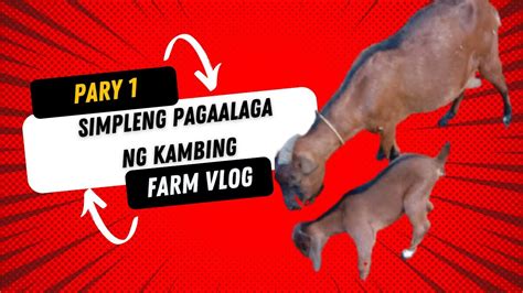 Simpleng Pagaalaga Ng Kambing Philippinesadventure Youtube