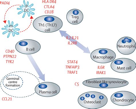 Rheumatoid Arthritis The Lancet