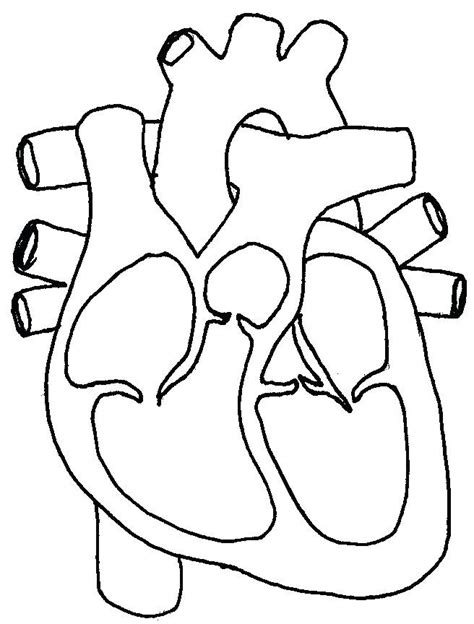 S Structures Of The Heart Quizlet