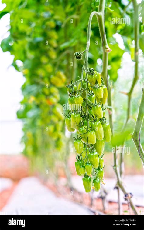 Tomatoes Prepared In The Garden This Is A Fruit Rich In Anthocyanin