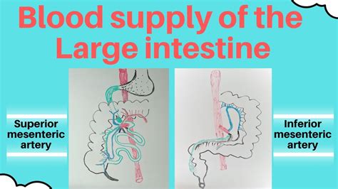 Blood Supply Of The Large Intestine Youtube