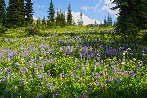 Wildflowers In The Pasayten Wilderness Em North Western Images