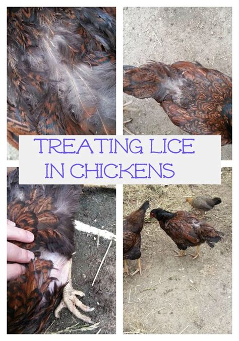 Treat That Lice In Your Chicken Flock Naturally Backyards Hope And Eggs