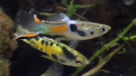 Endlers Guppy Poecilia Wingei Endler S Livebearer YouTube