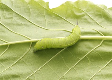 Worm Eating Green Leaf Stock Image Image Of Foliage 46571495