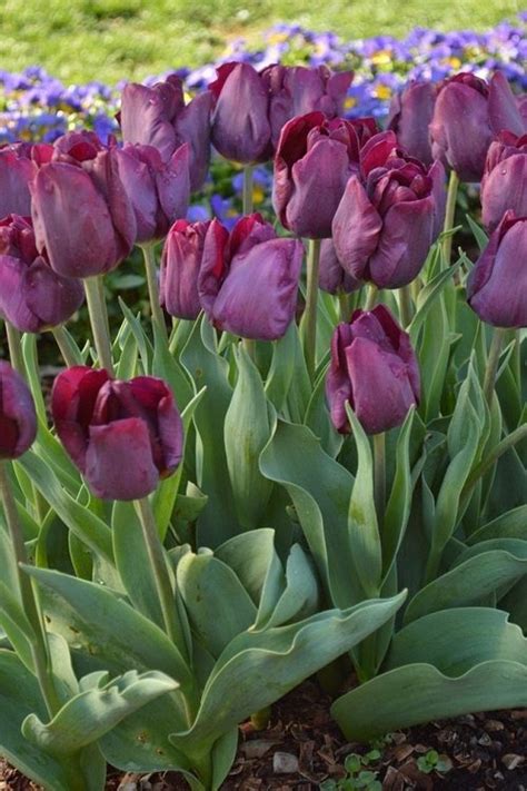 18 Best Purple Tulips Varieties Balcony Garden Web