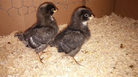 2 Week Old Br Chicks Backyard Chickens Learn How To Raise Chickens