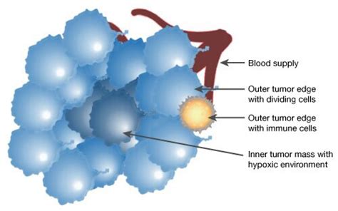 Solid Tumor Research | Thermo Fisher Scientific - US