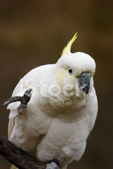 Sulphur-Crested Cockatoo Stock Photo | Royalty-Free | FreeImages